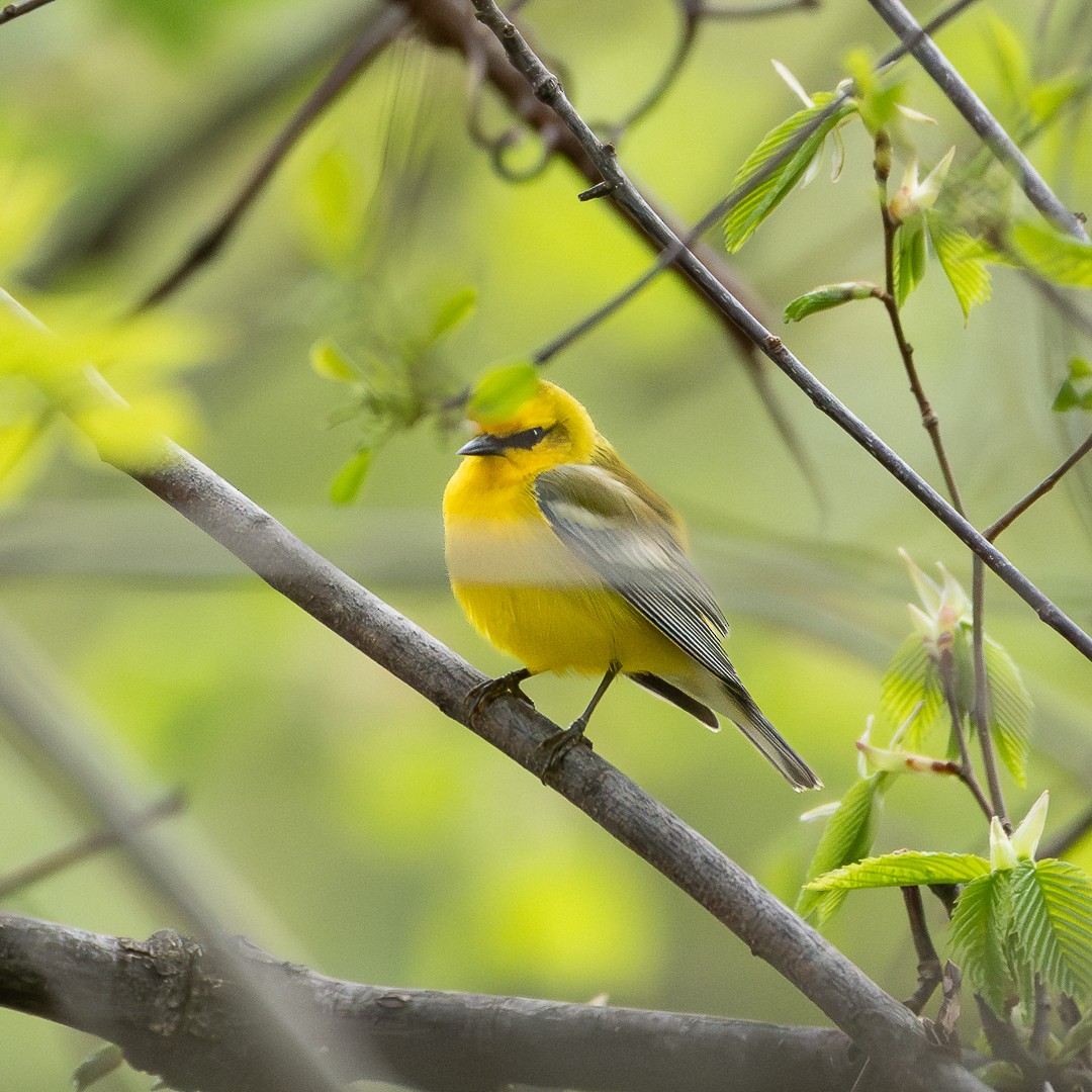 Blue-winged Warbler - ML618316907