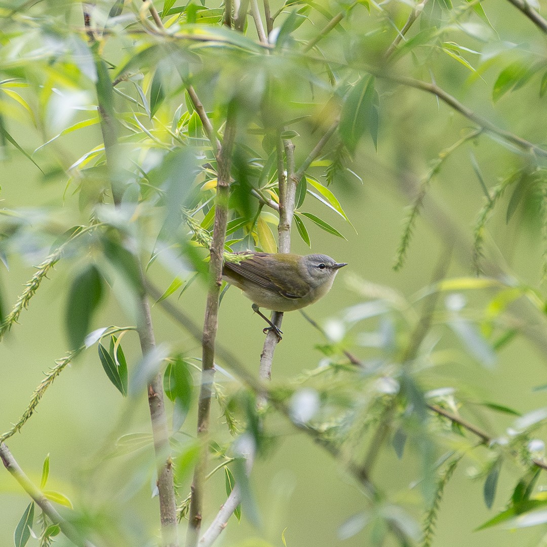 Tennessee Warbler - ML618316912