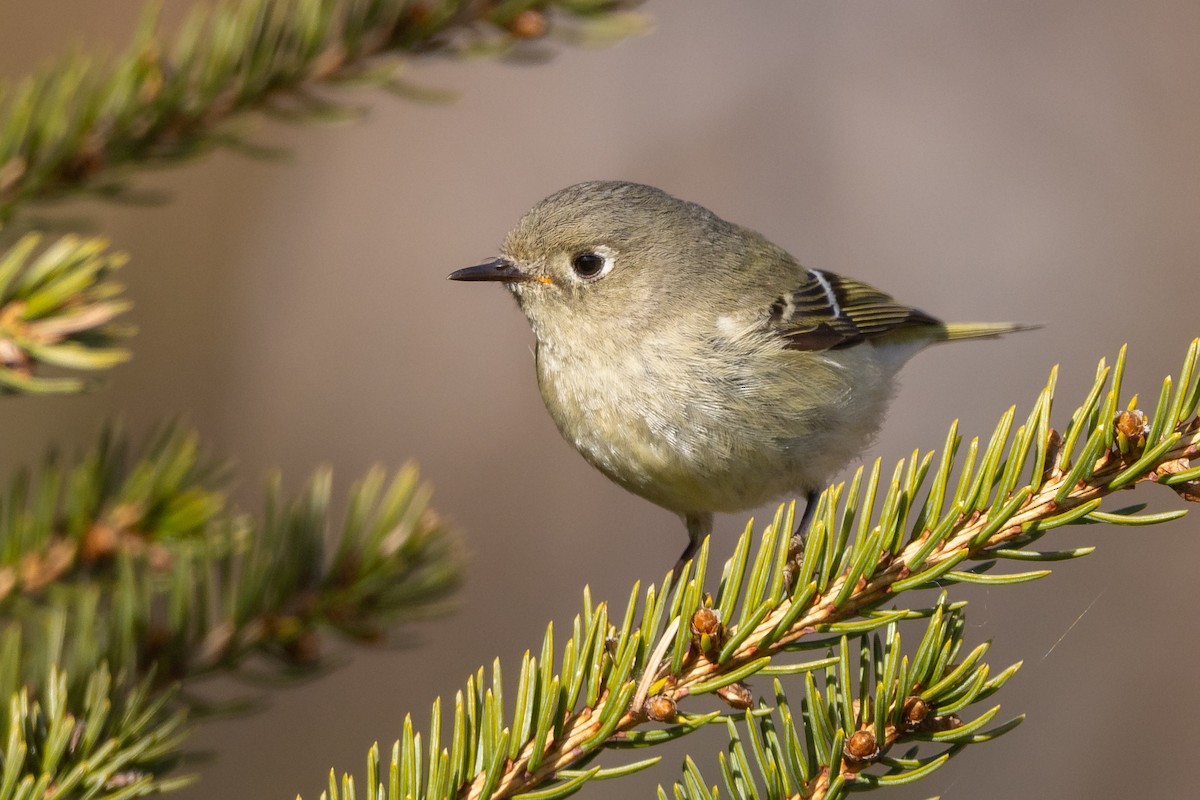 Ruby-crowned Kinglet - Lyall Bouchard