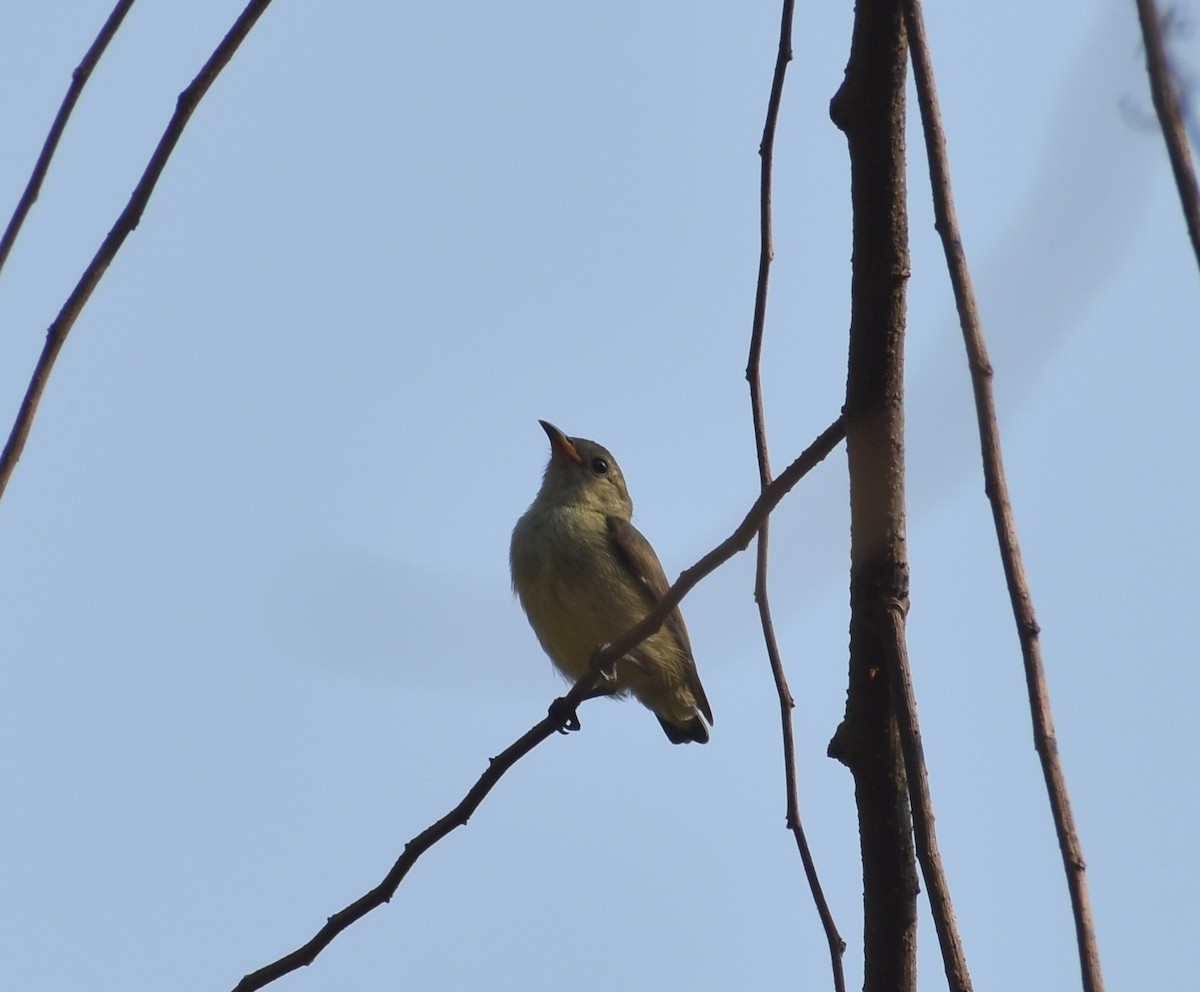 Nilgiri Flowerpecker - ML618316935