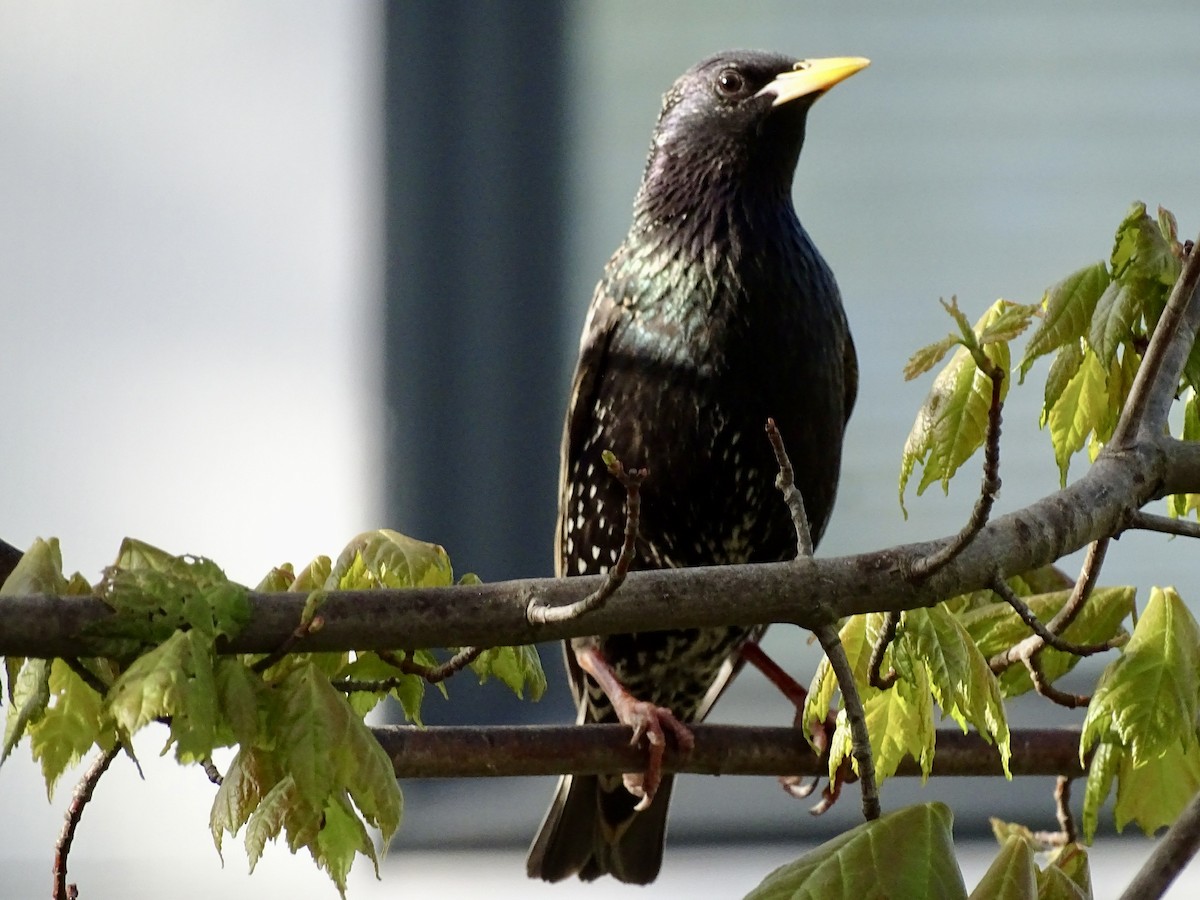 European Starling - ML618316945