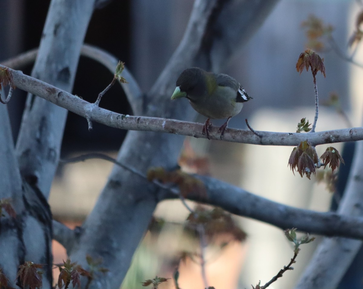 Evening Grosbeak (type 1) - ML618316949