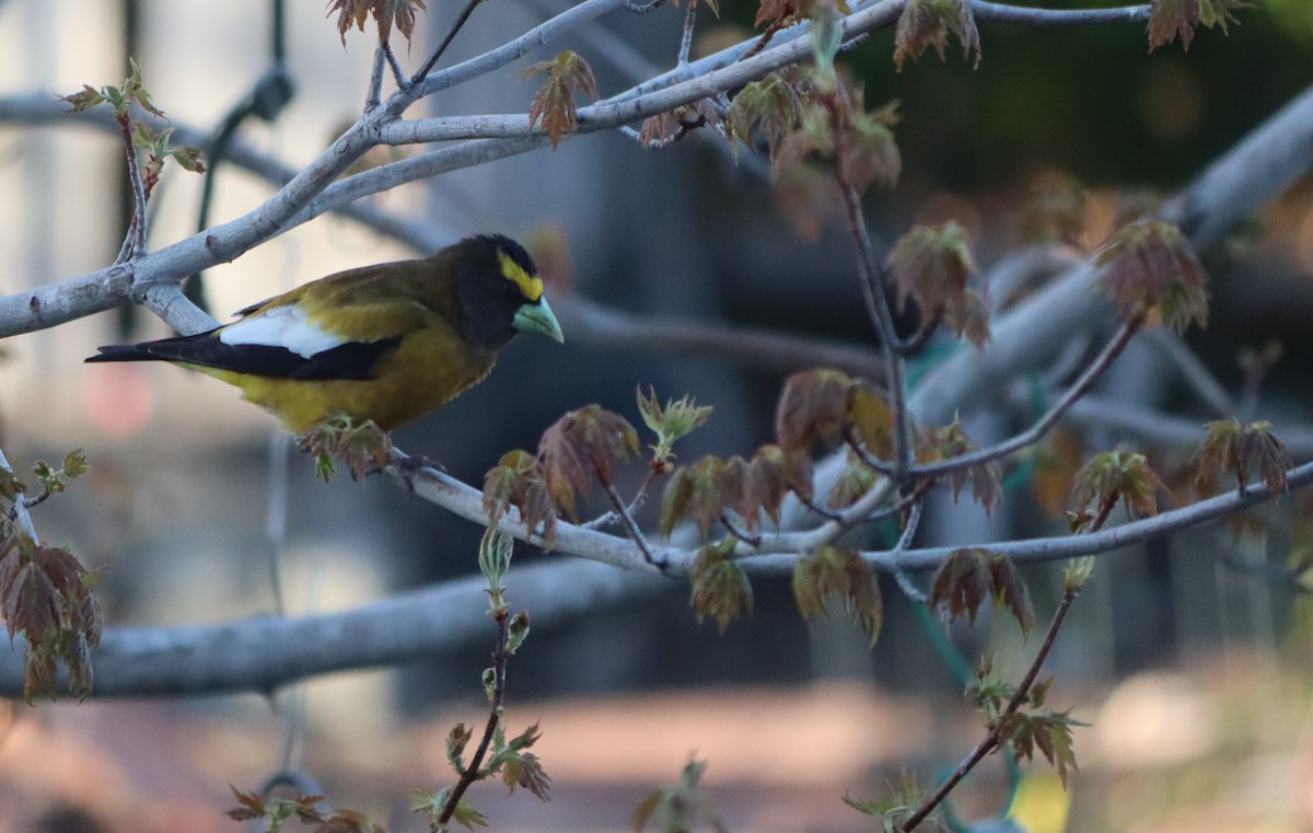 Evening Grosbeak (type 1) - ML618316950