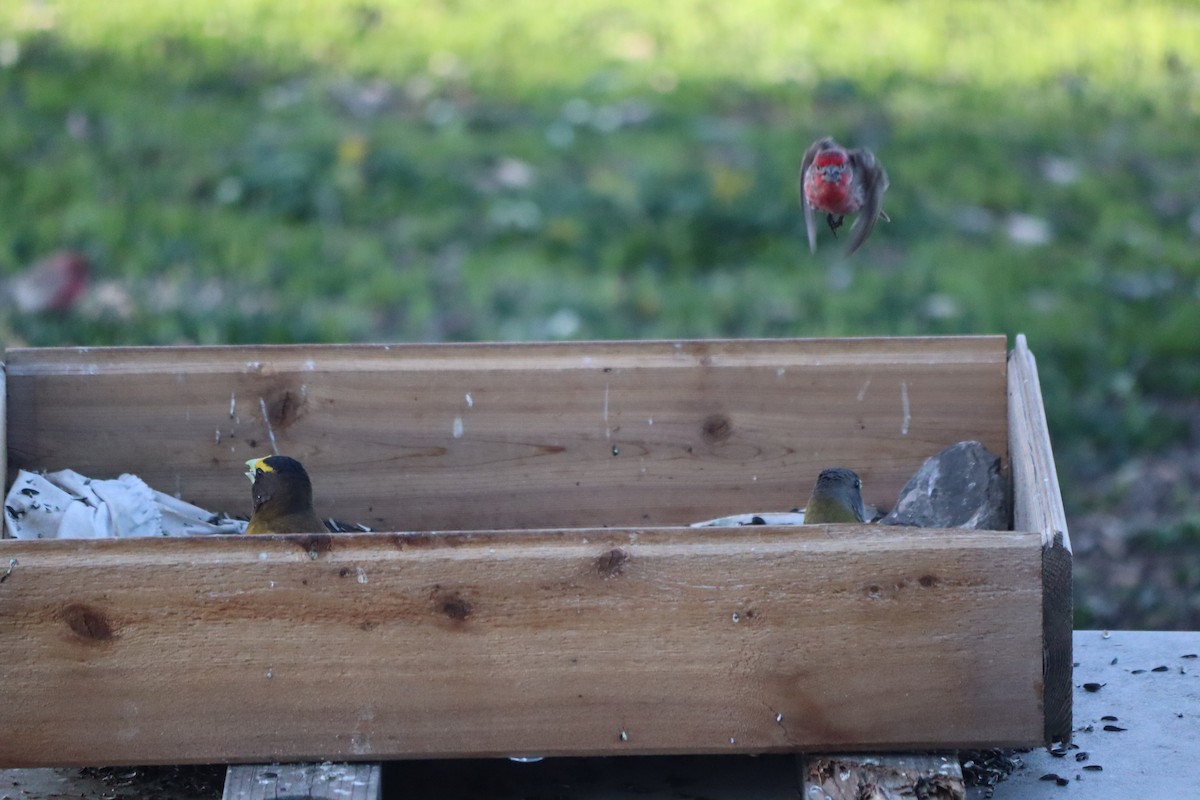 Evening Grosbeak (type 1) - ML618316951