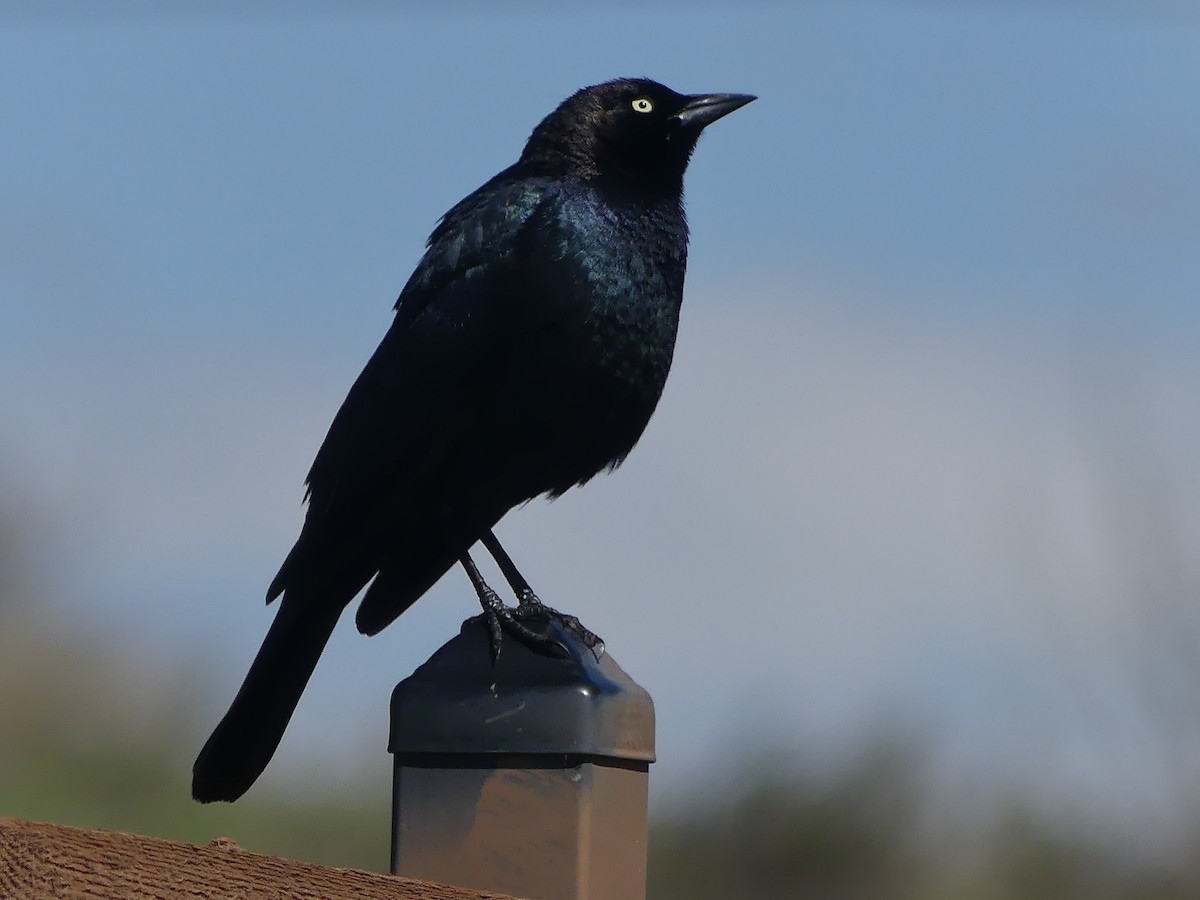 Brewer's Blackbird - Gus van Vliet