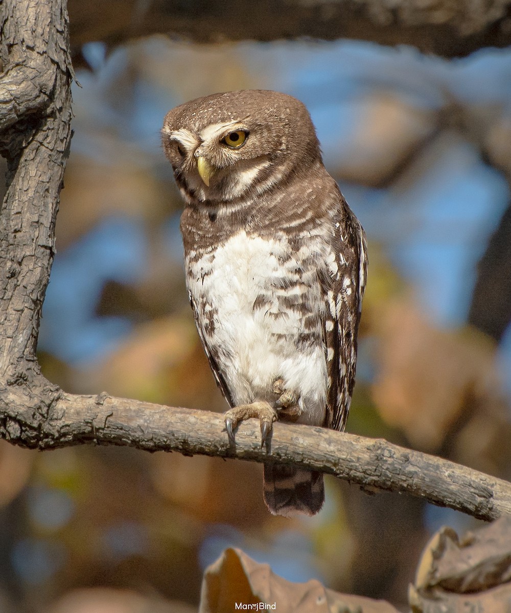 Forest Owlet - Manoj Bind