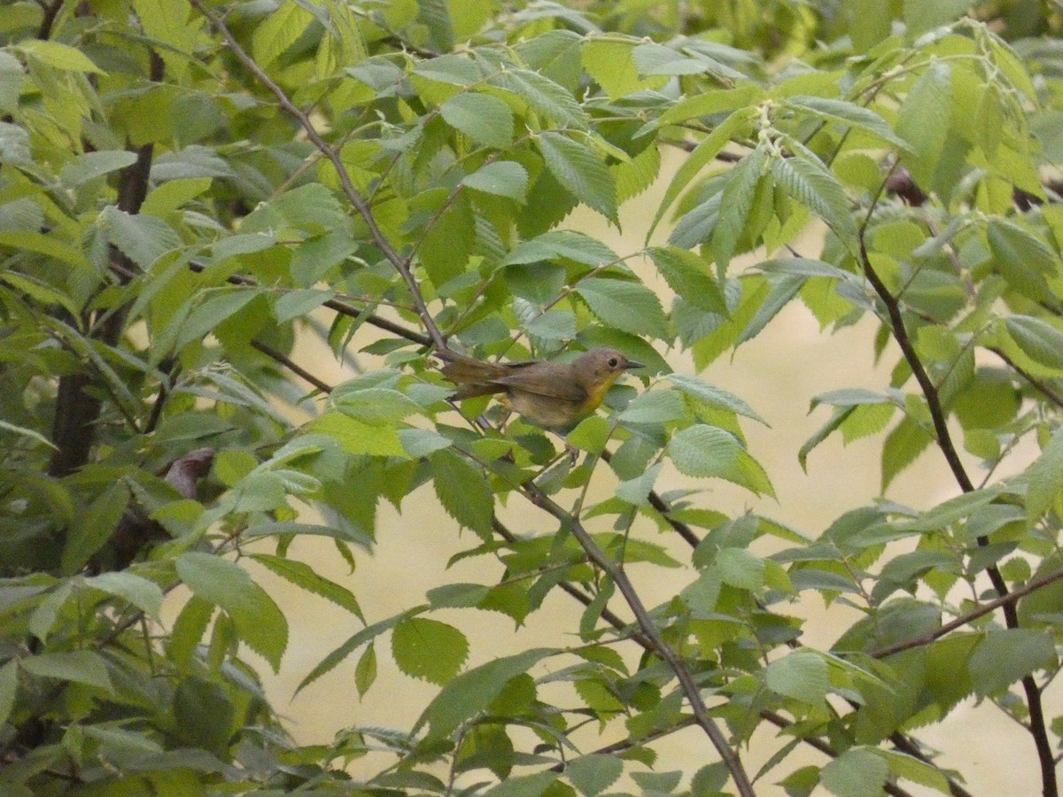 Common Yellowthroat - Wesley McGee