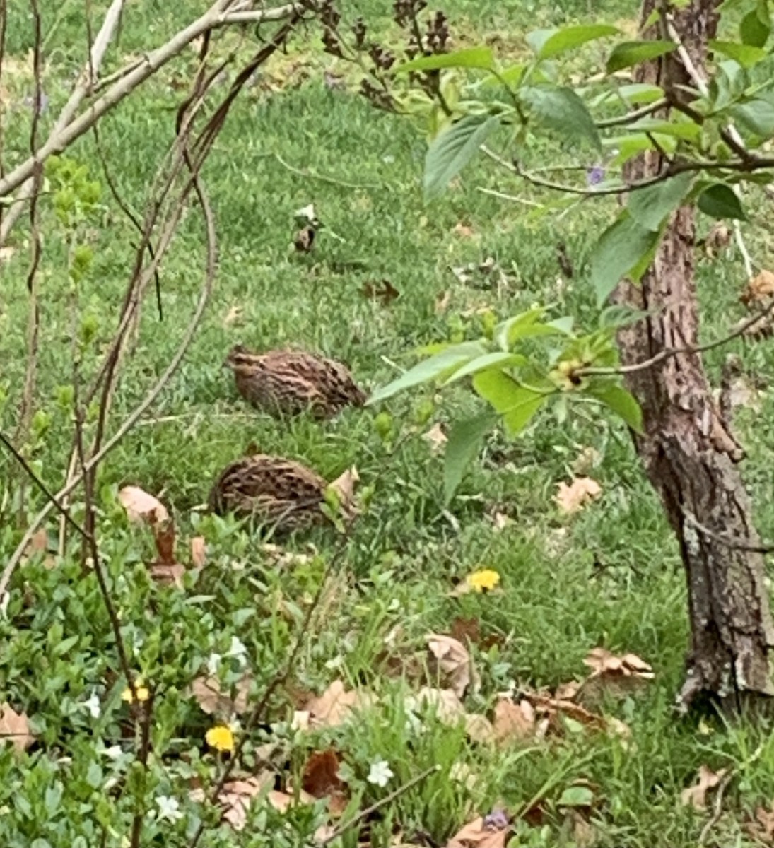 Northern Bobwhite (Eastern) - Louise Masailo