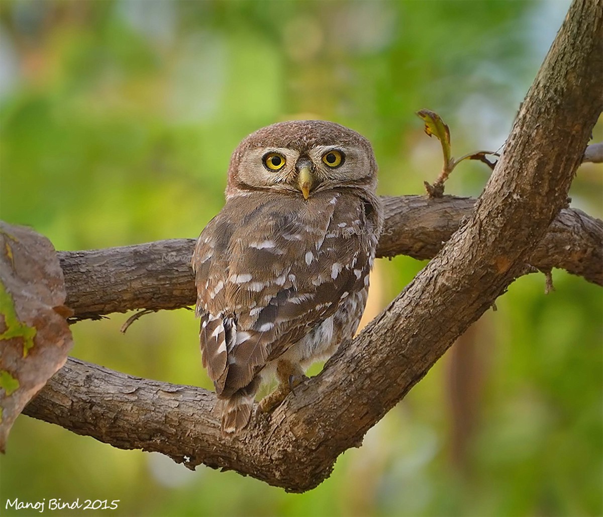 Forest Owlet - Manoj Bind