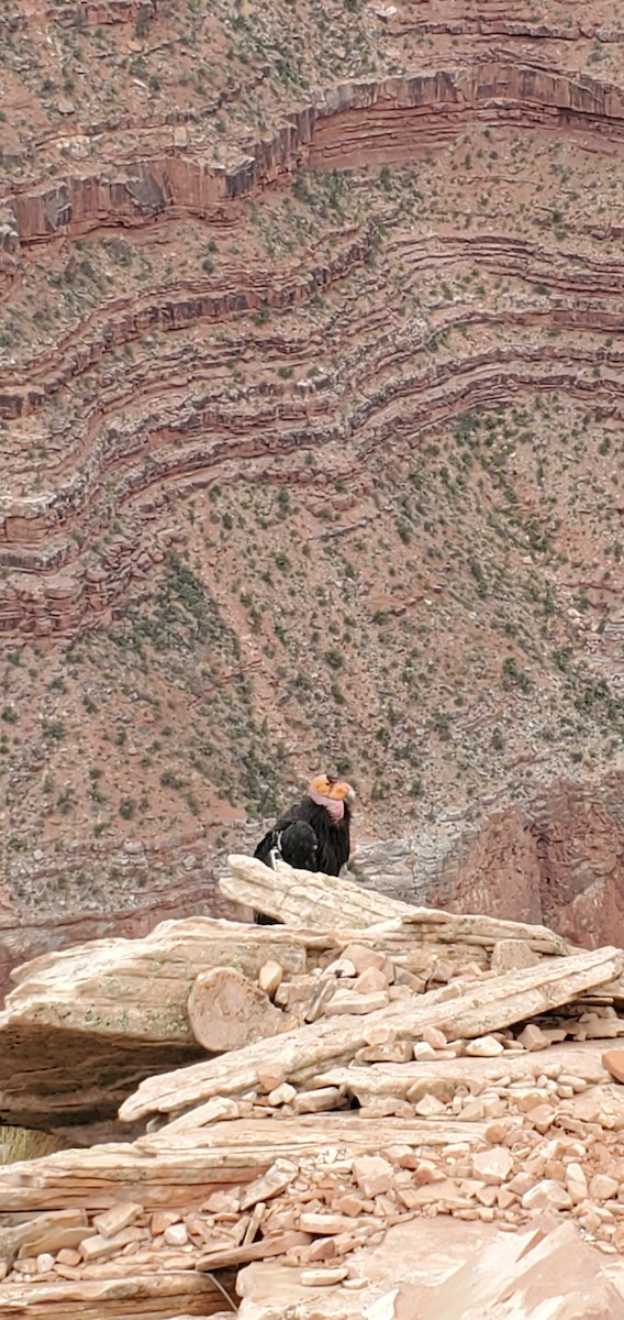 California Condor - Alessandra Curiel