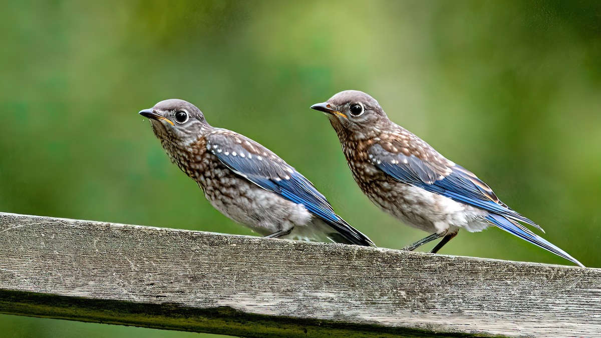 Eastern Bluebird - Ruth Wiebe