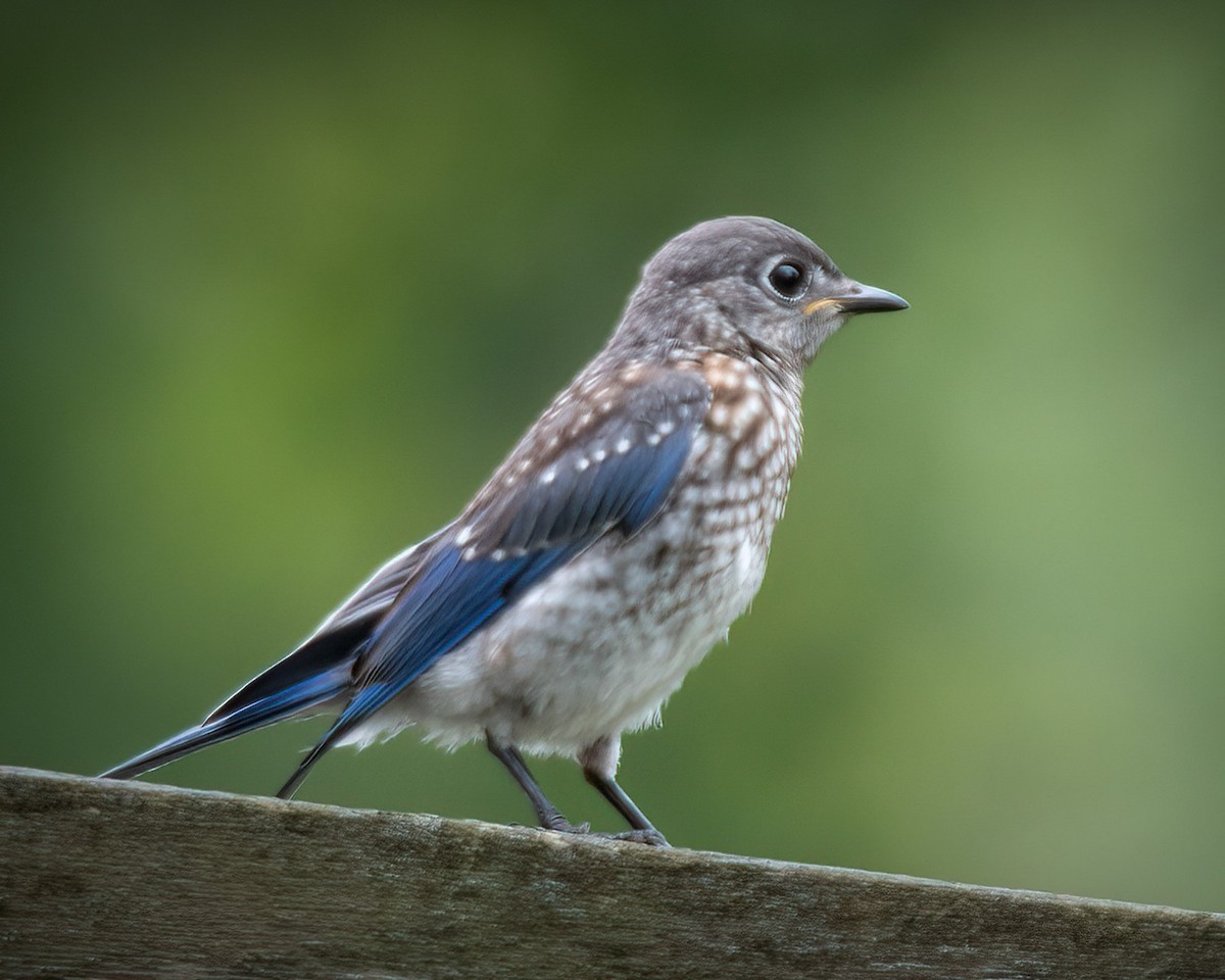 Eastern Bluebird - ML618317065