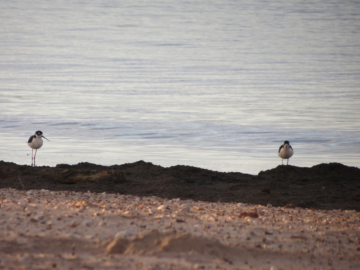 Black-necked Stilt - ML618317084