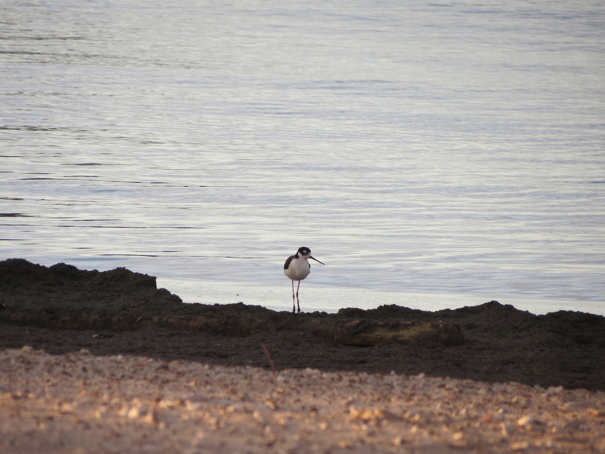 Black-necked Stilt - ML618317087