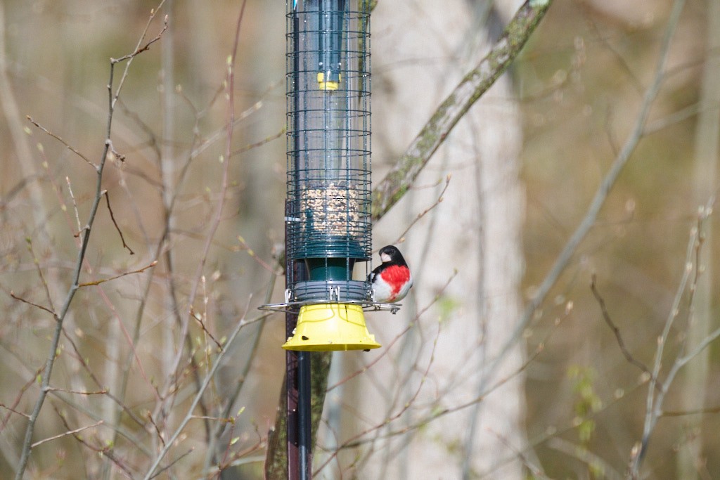 Rose-breasted Grosbeak - ML618317098