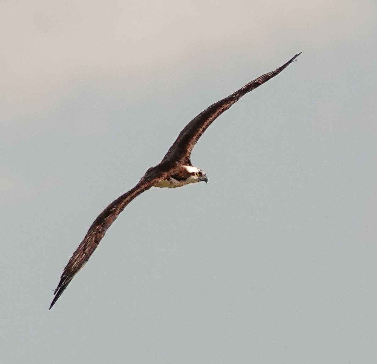 Águila Pescadora - ML618317119