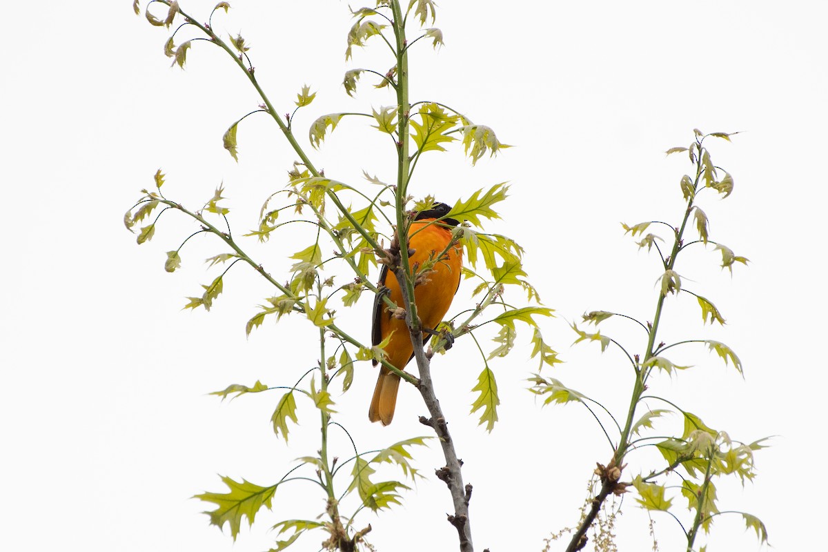 Baltimore Oriole - ML618317134