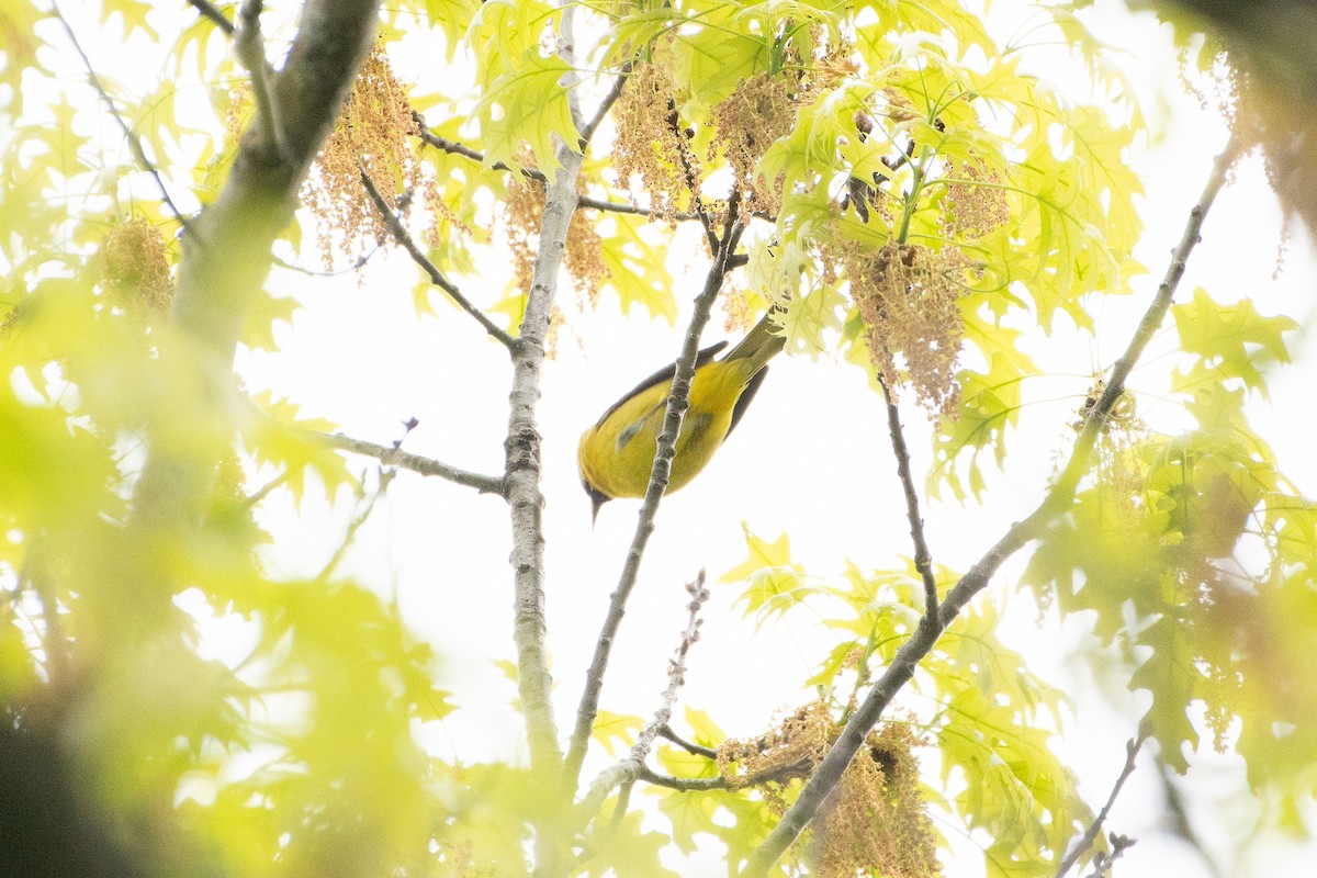 Orchard Oriole - Solomon Greene