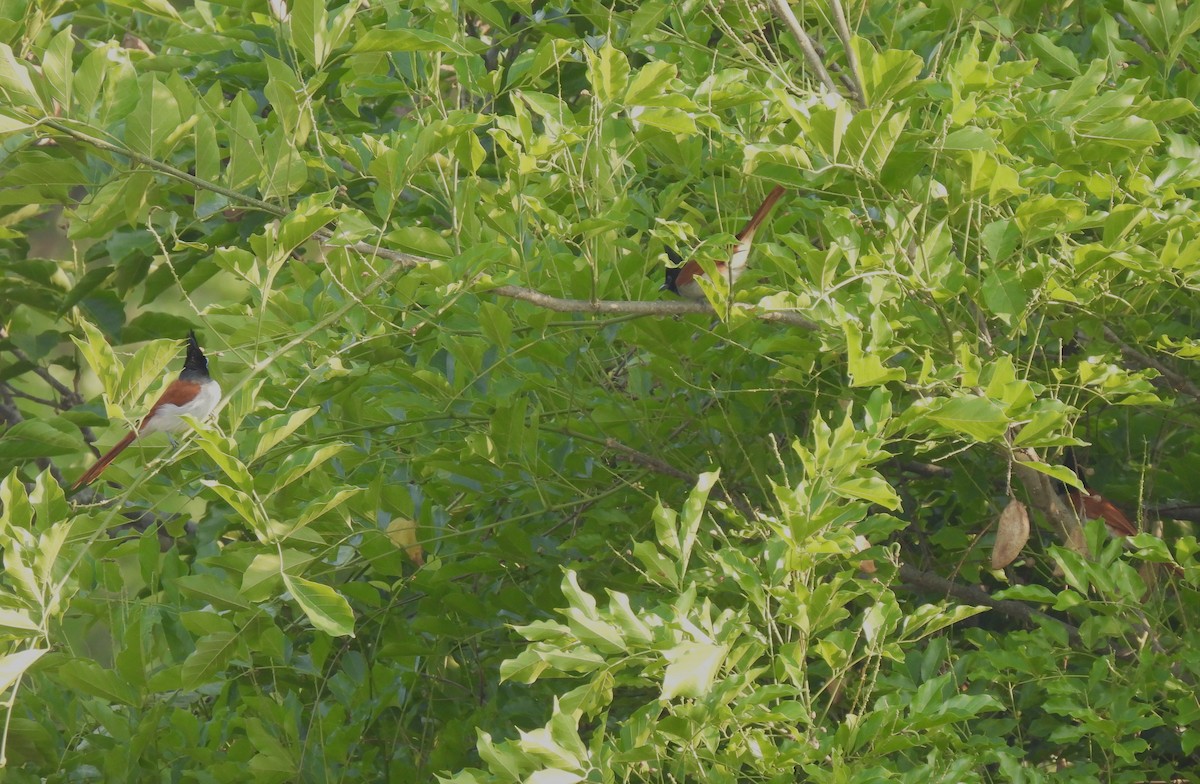 Indian Paradise-Flycatcher - Sahana M