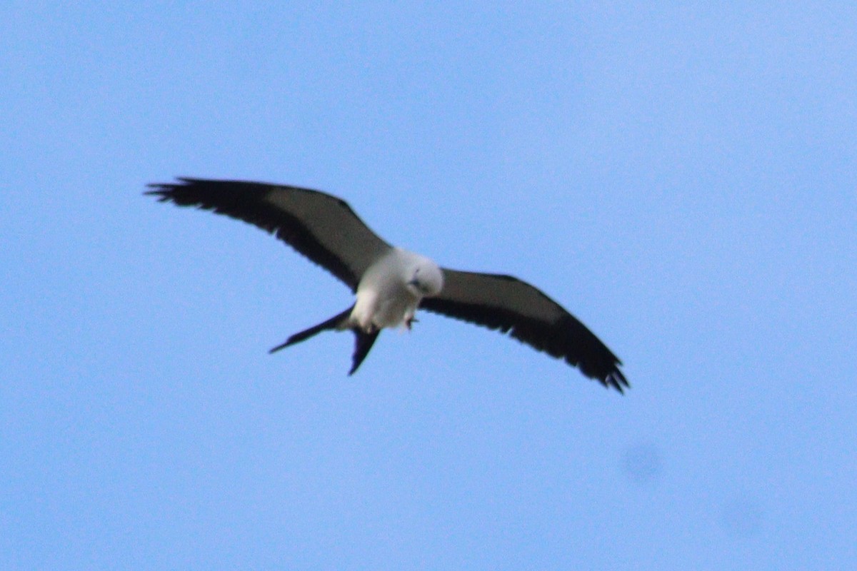 Swallow-tailed Kite - James Teitgen