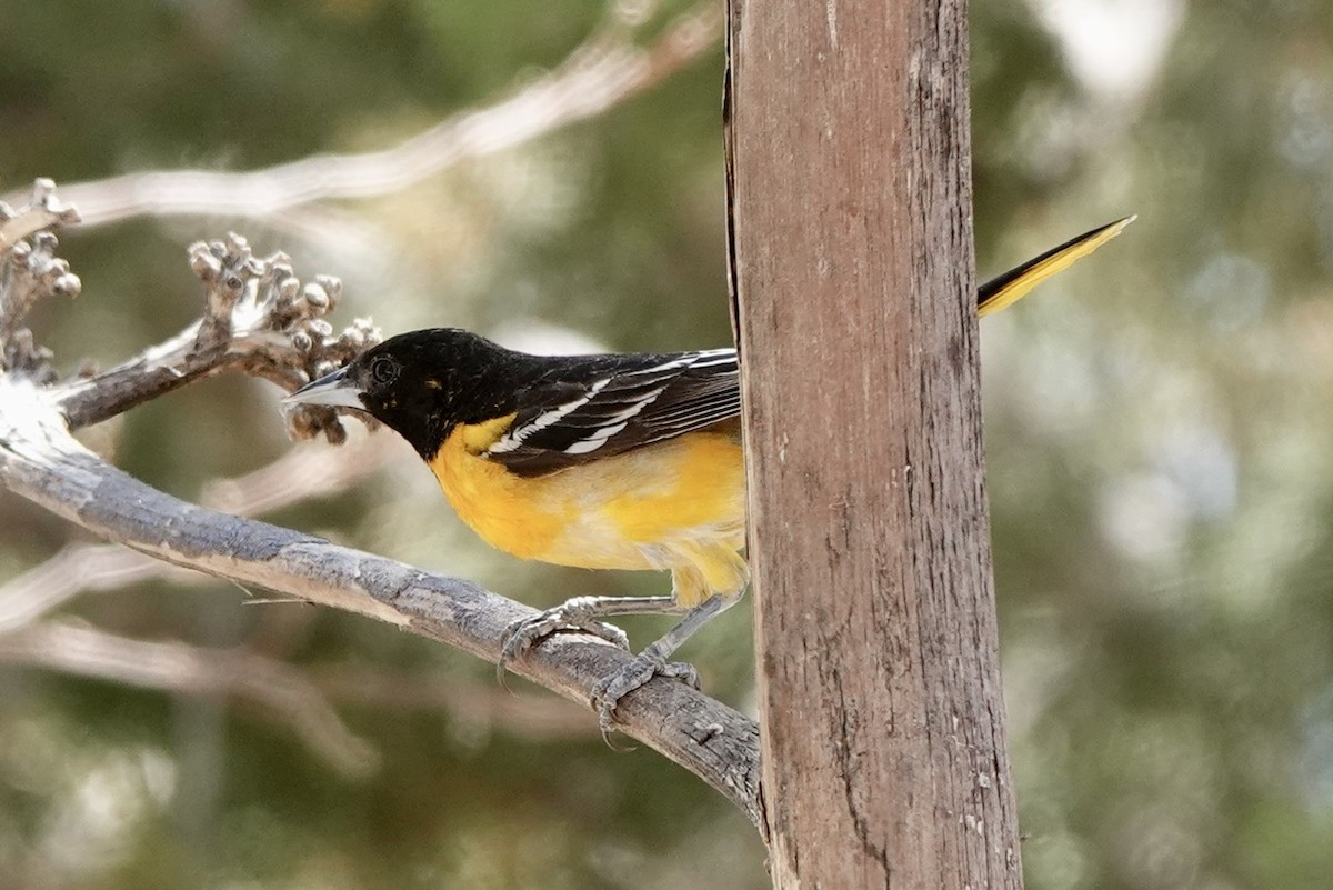 Baltimore Oriole - Fleeta Chauvigne