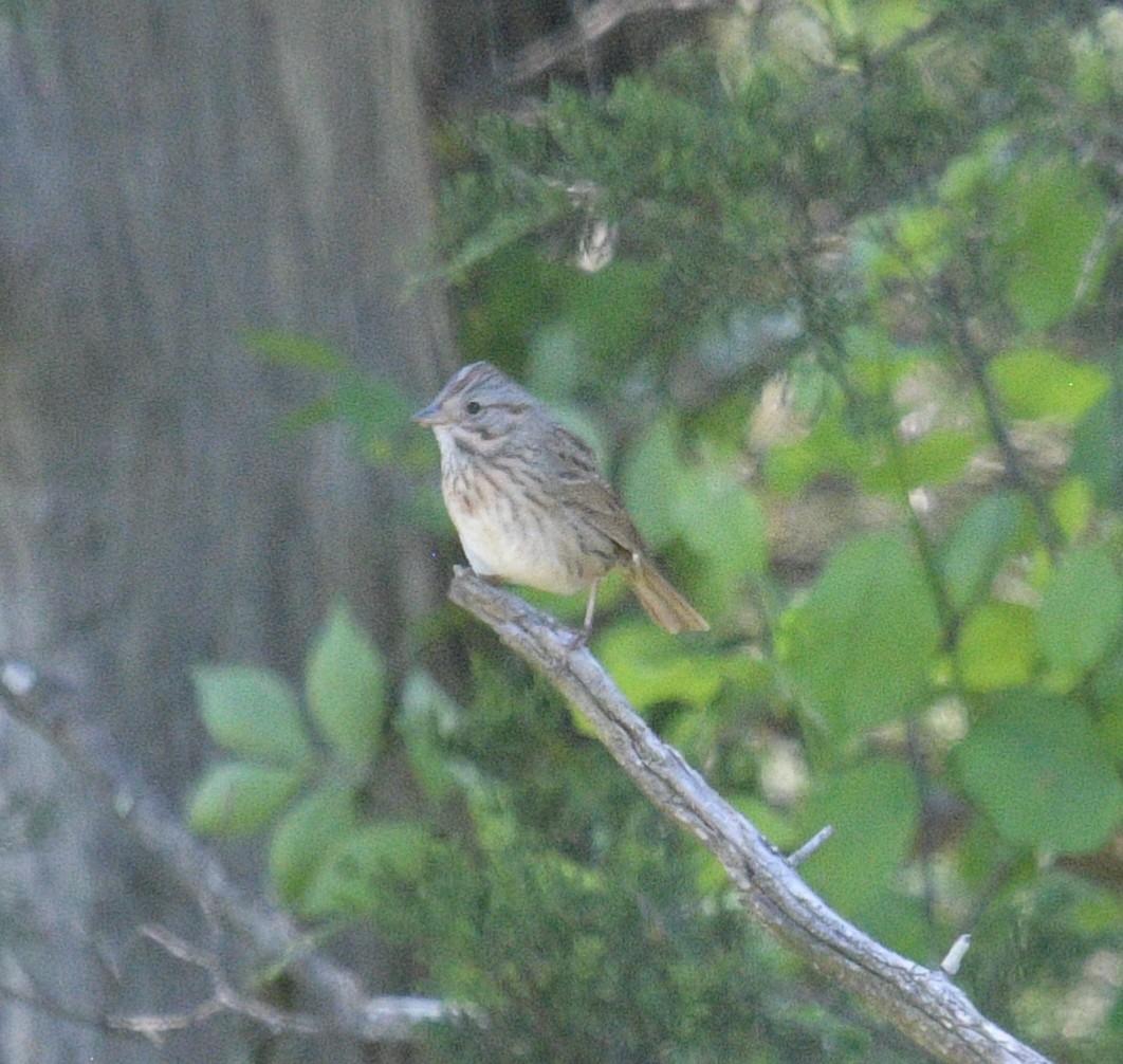 Lincoln's Sparrow - ML618317215