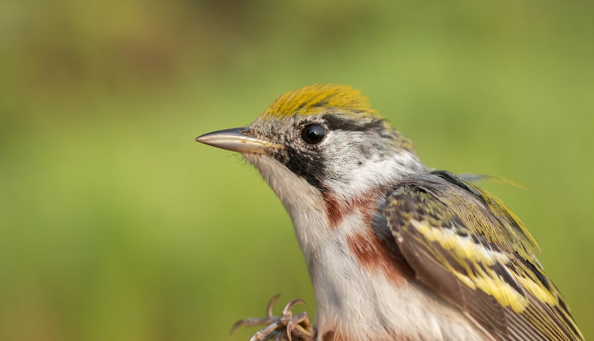 Chestnut-sided Warbler - Kike Heredia (Birding Tours)
