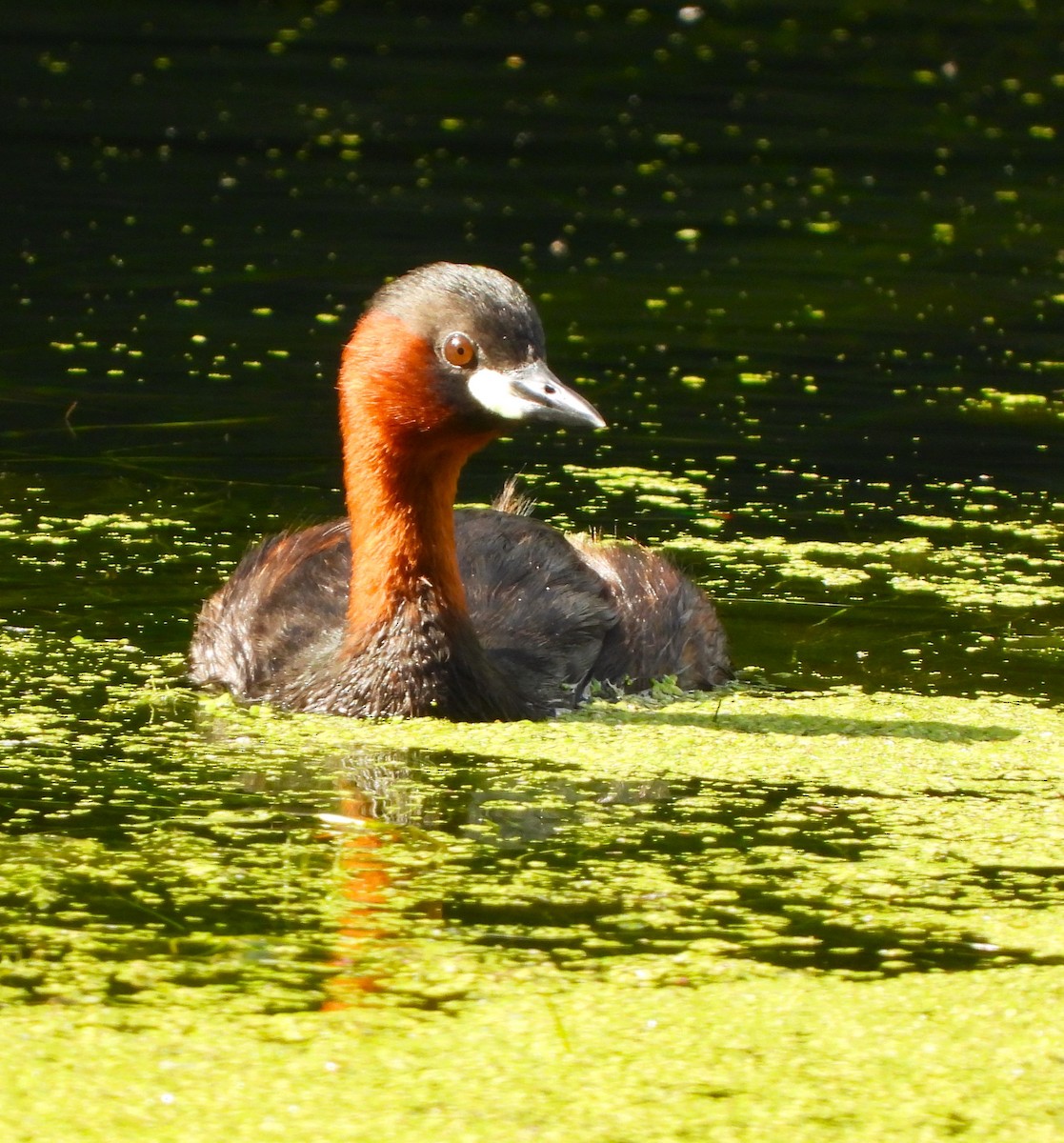 Little Grebe - ML618317270