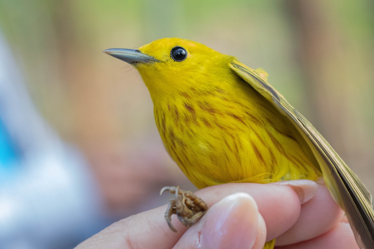 Yellow Warbler - Kike Heredia (Birding Tours)