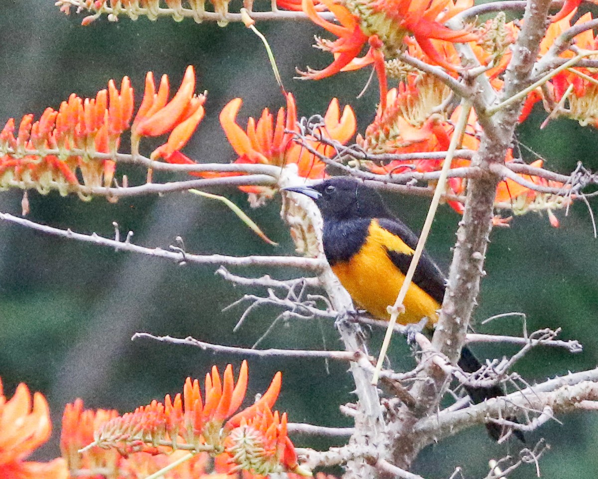 Black-vented Oriole - ML618317279