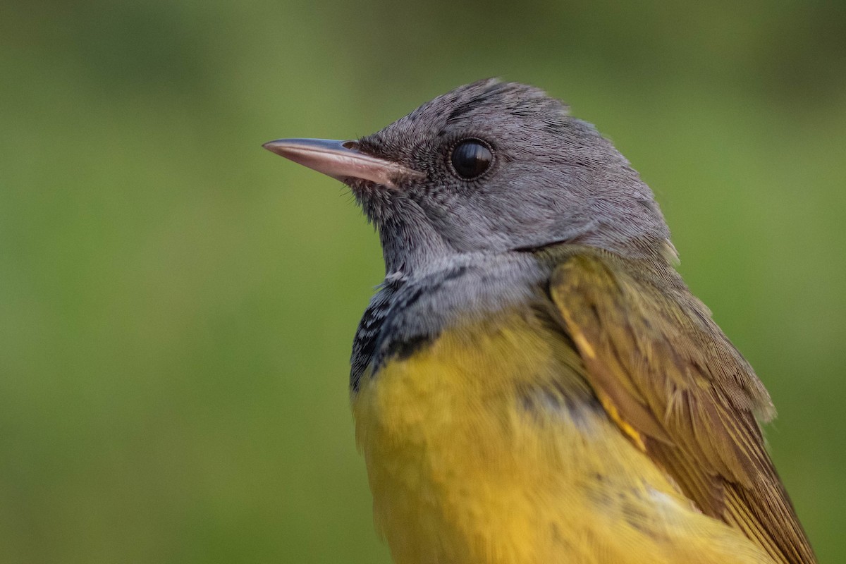 Mourning Warbler - Kike Heredia (Birding Tours)