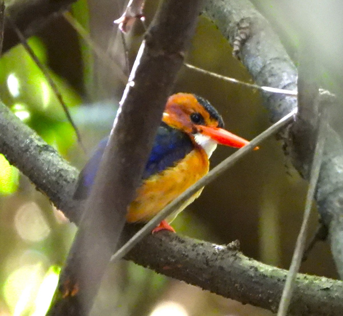 African Pygmy Kingfisher - Lynn Scarlett
