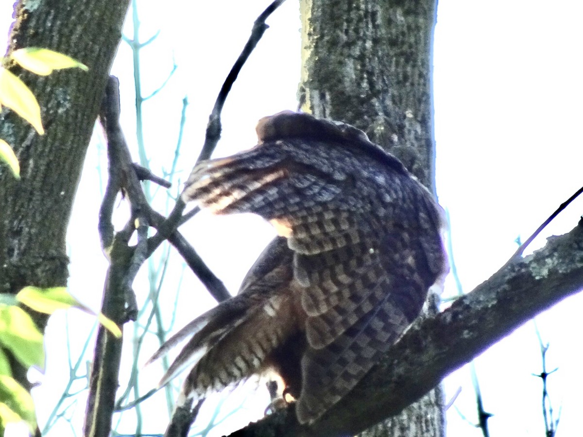 Great Horned Owl - ML618317287