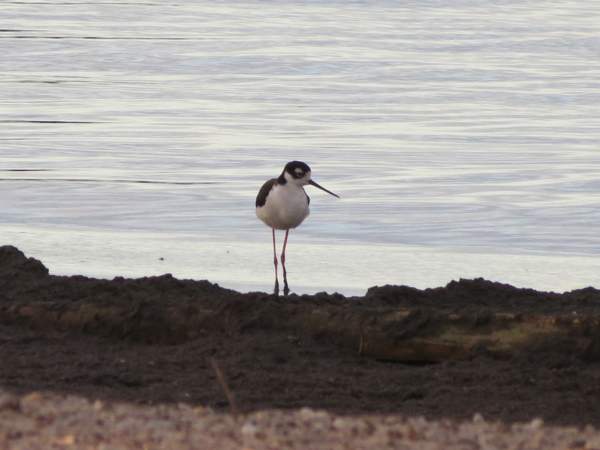 Black-necked Stilt - Tom Zenner