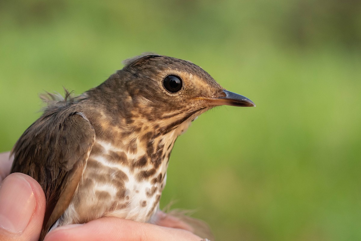 Swainson's Thrush - Kike Heredia (Birding Tours)