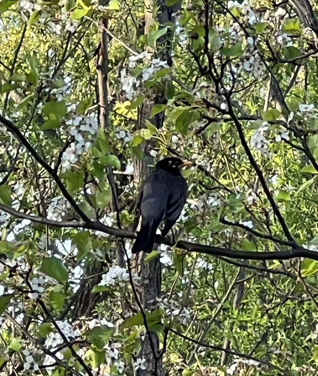 American Robin - ML618317313