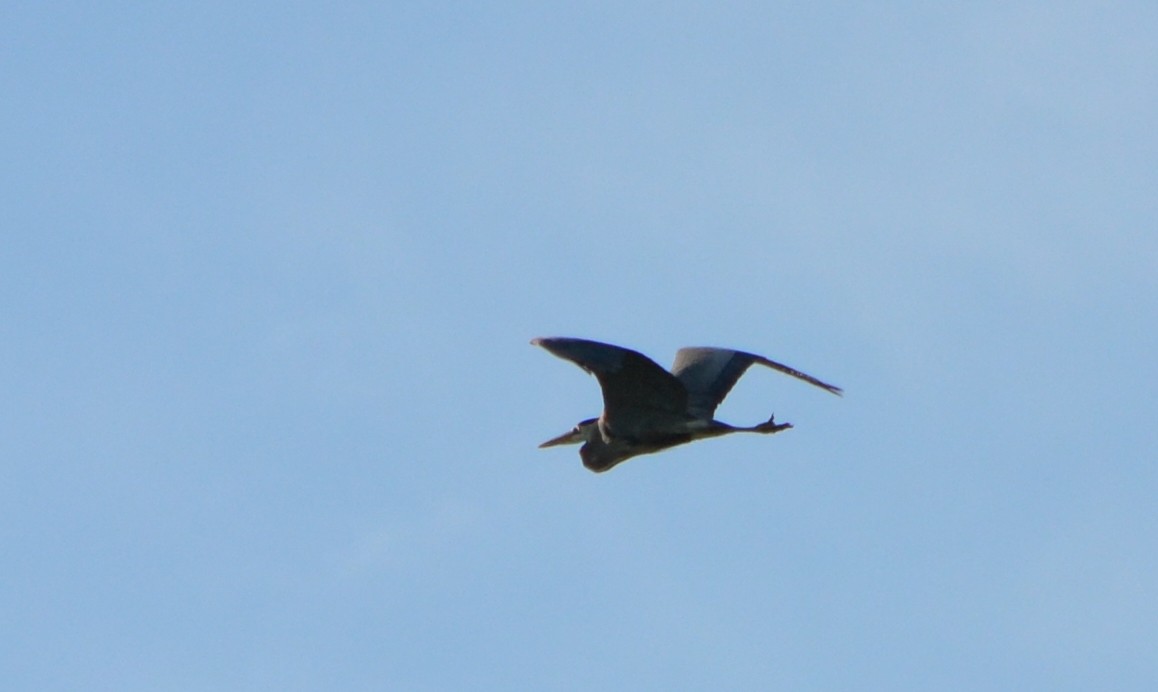 Great Blue Heron - ML618317362