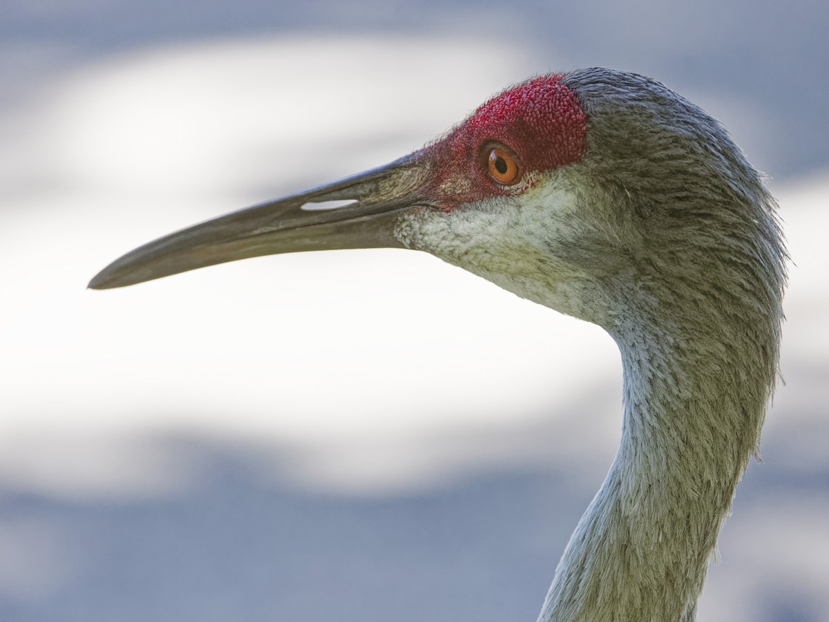 Sandhill Crane - ML618317367