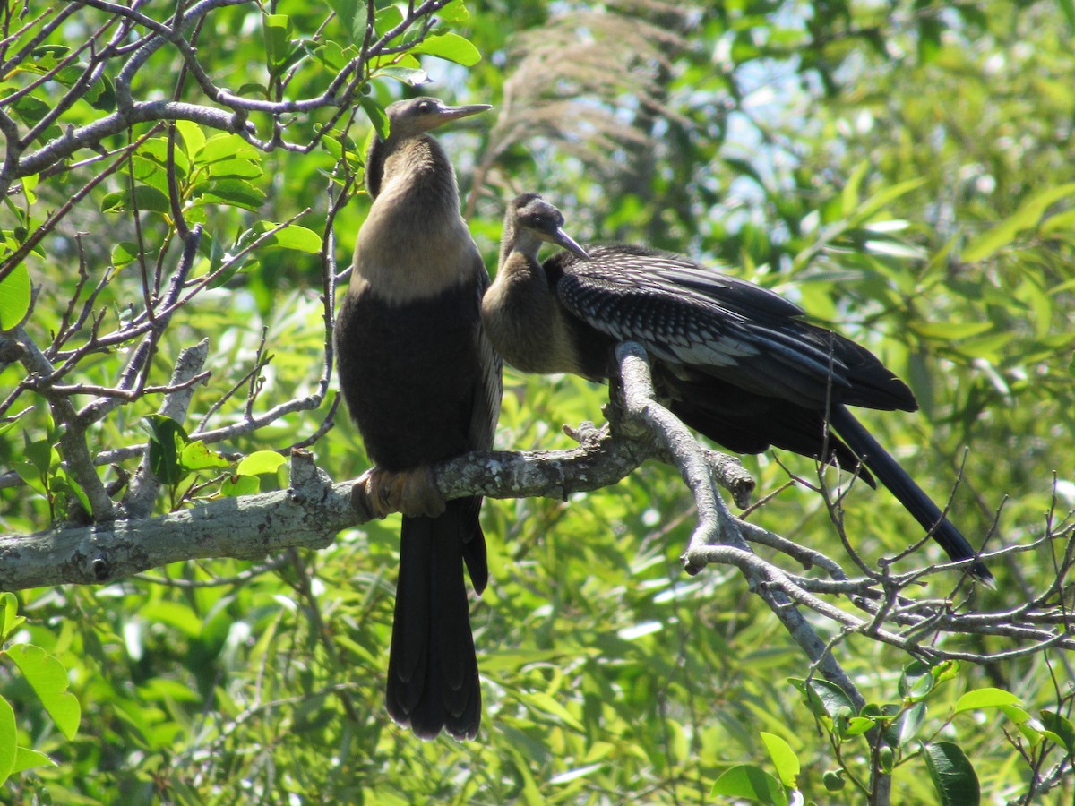 anhinga americká - ML618317414