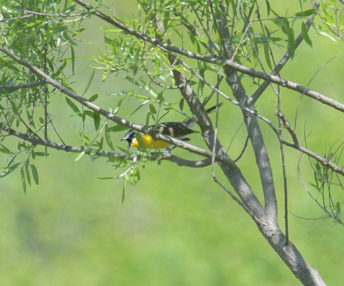 Yellow-breasted Chat - ML618317419