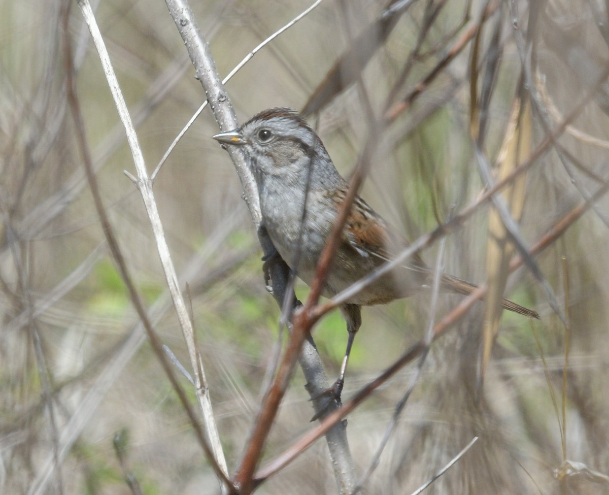 Swamp Sparrow - ML618317421