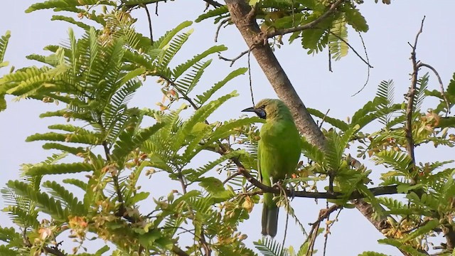 Jerdon's Leafbird - ML618317435