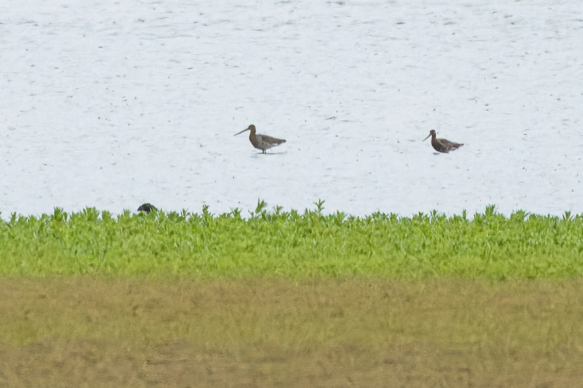 Black-tailed Godwit - ML618317455