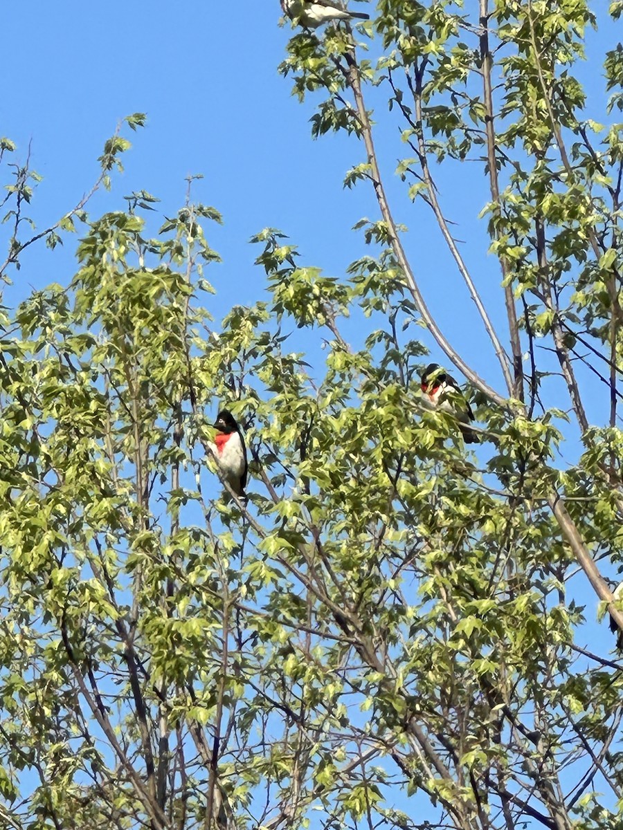 Rose-breasted Grosbeak - ML618317460