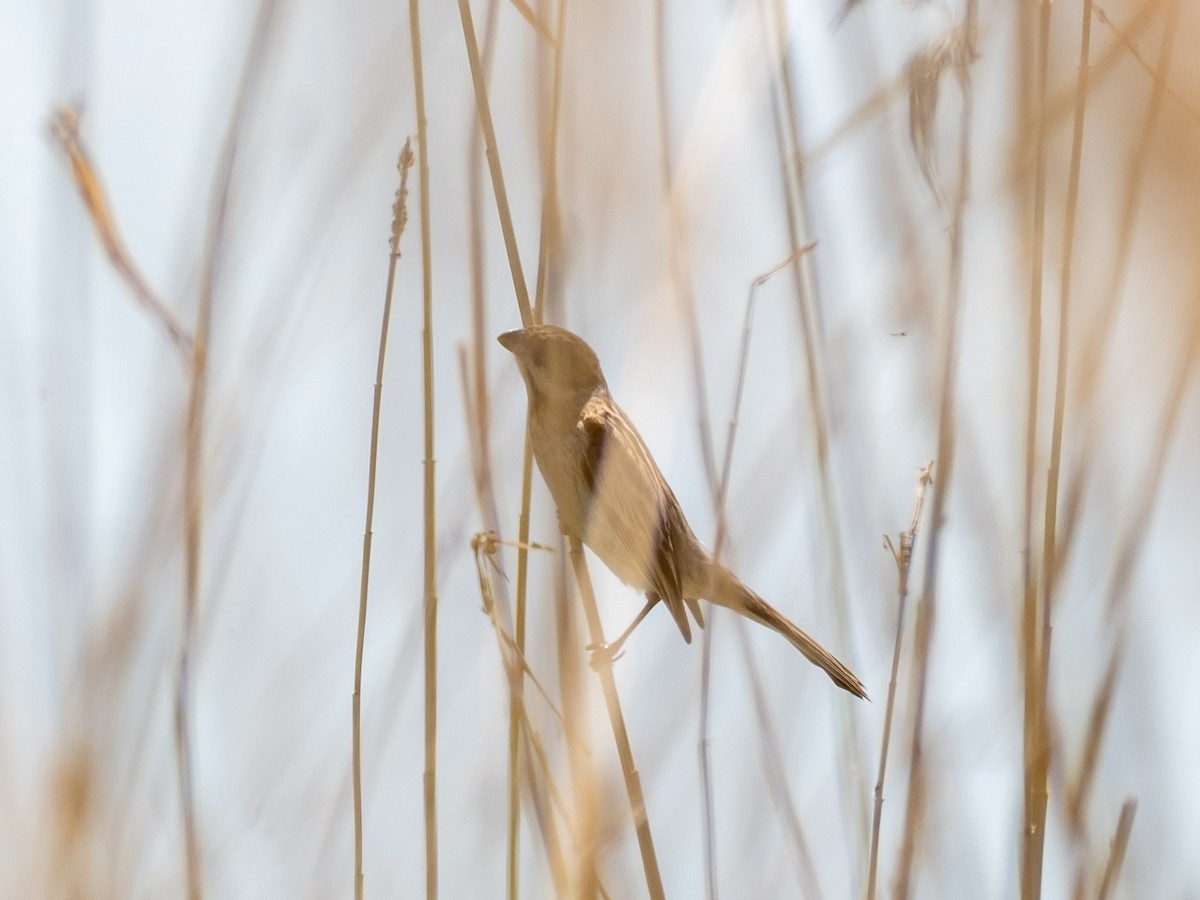 Reed Bunting - ML618317482