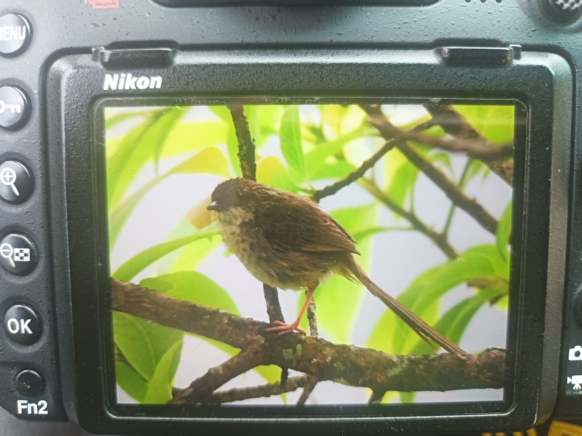 Himalayan Prinia - ML618317487