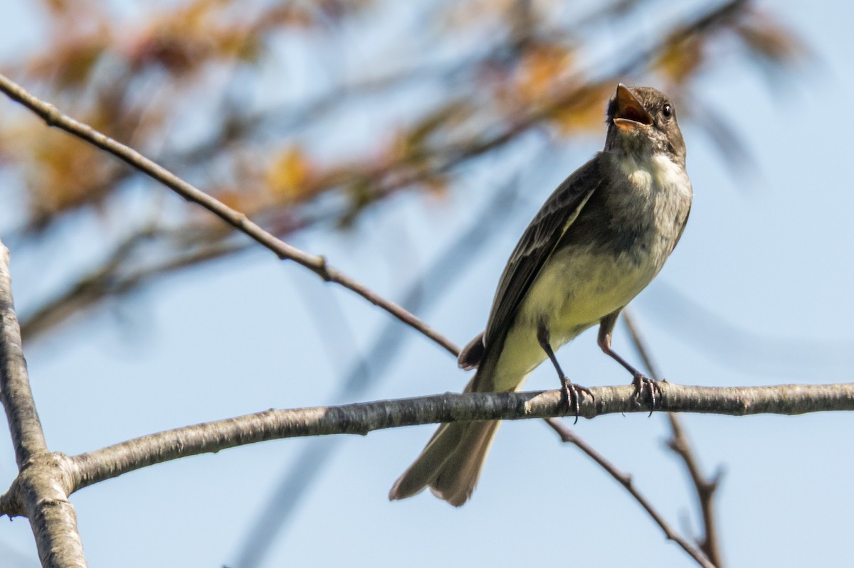 Least Flycatcher - Michele Morningstar