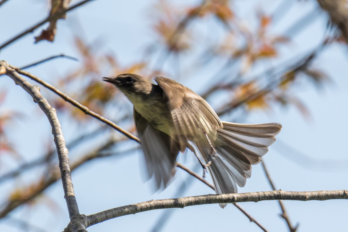 Least Flycatcher - Michele Morningstar