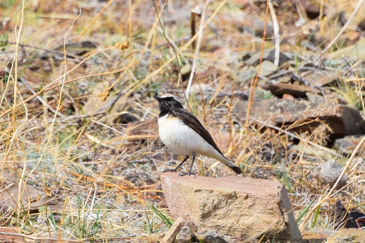 Pied Wheatear - ML618317507