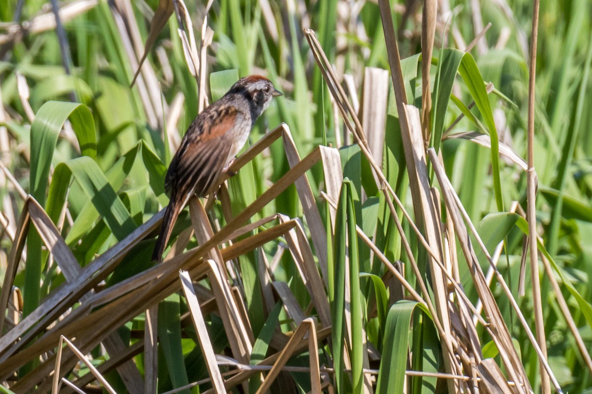 Swamp Sparrow - Michele Morningstar